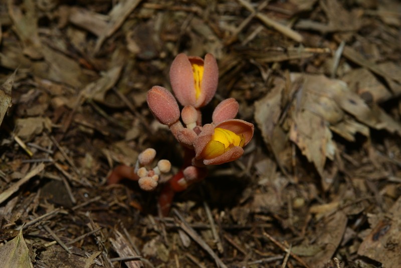 Cyrtosia taiwanica photo 2