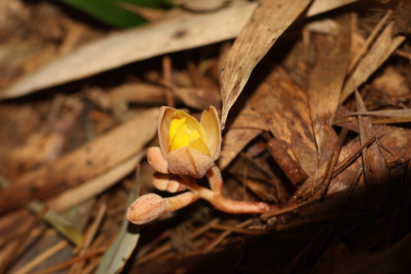 Cyrtosia taiwanica photo 3