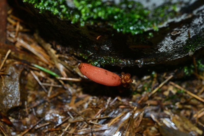 Cyrtosia taiwanica photo 5