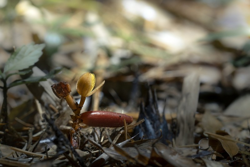 Cyrtosia taiwanica photo 6