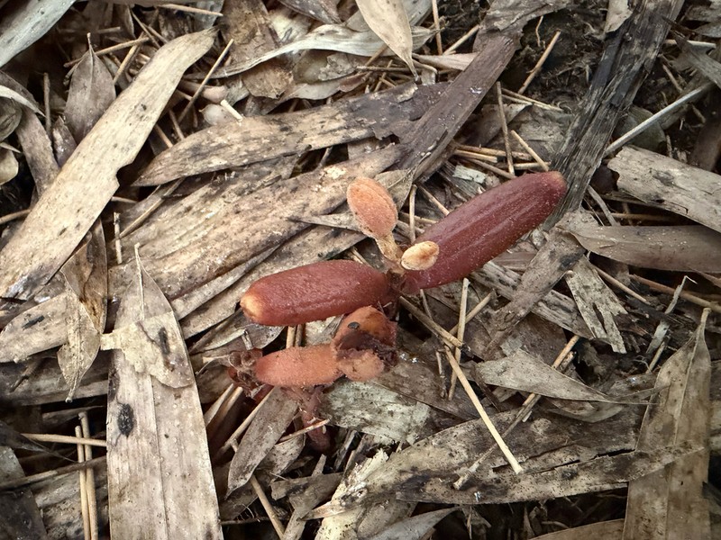 Cyrtosia taiwanica photo 8