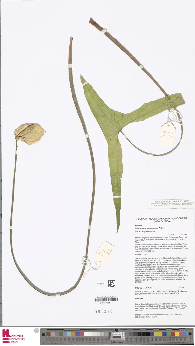 Cyrtosperma beccarianum