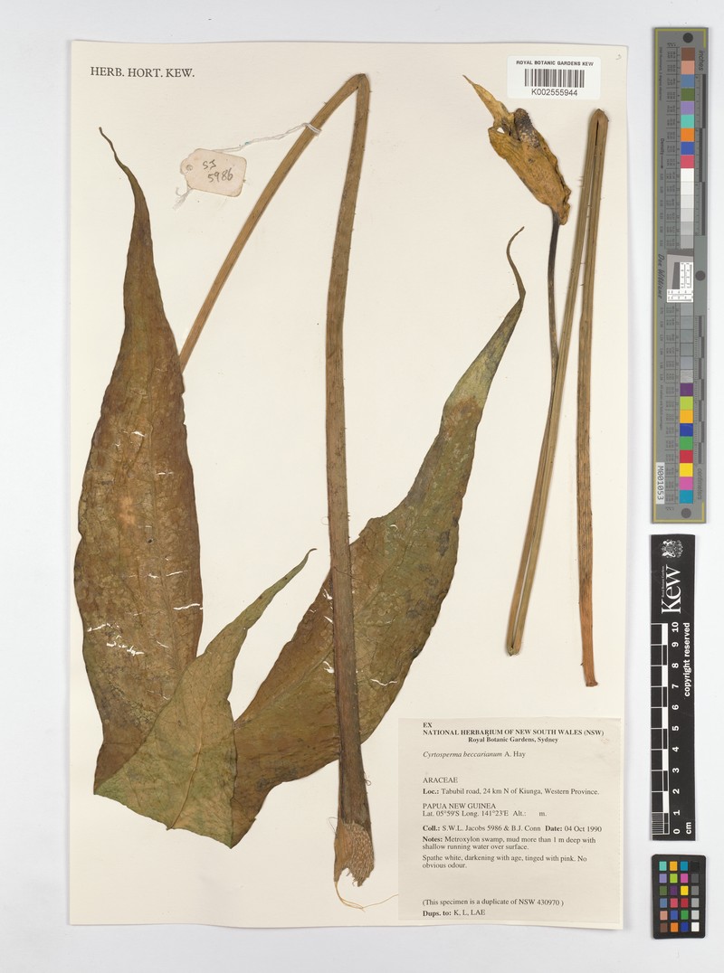 Cyrtosperma beccarianum photo 2