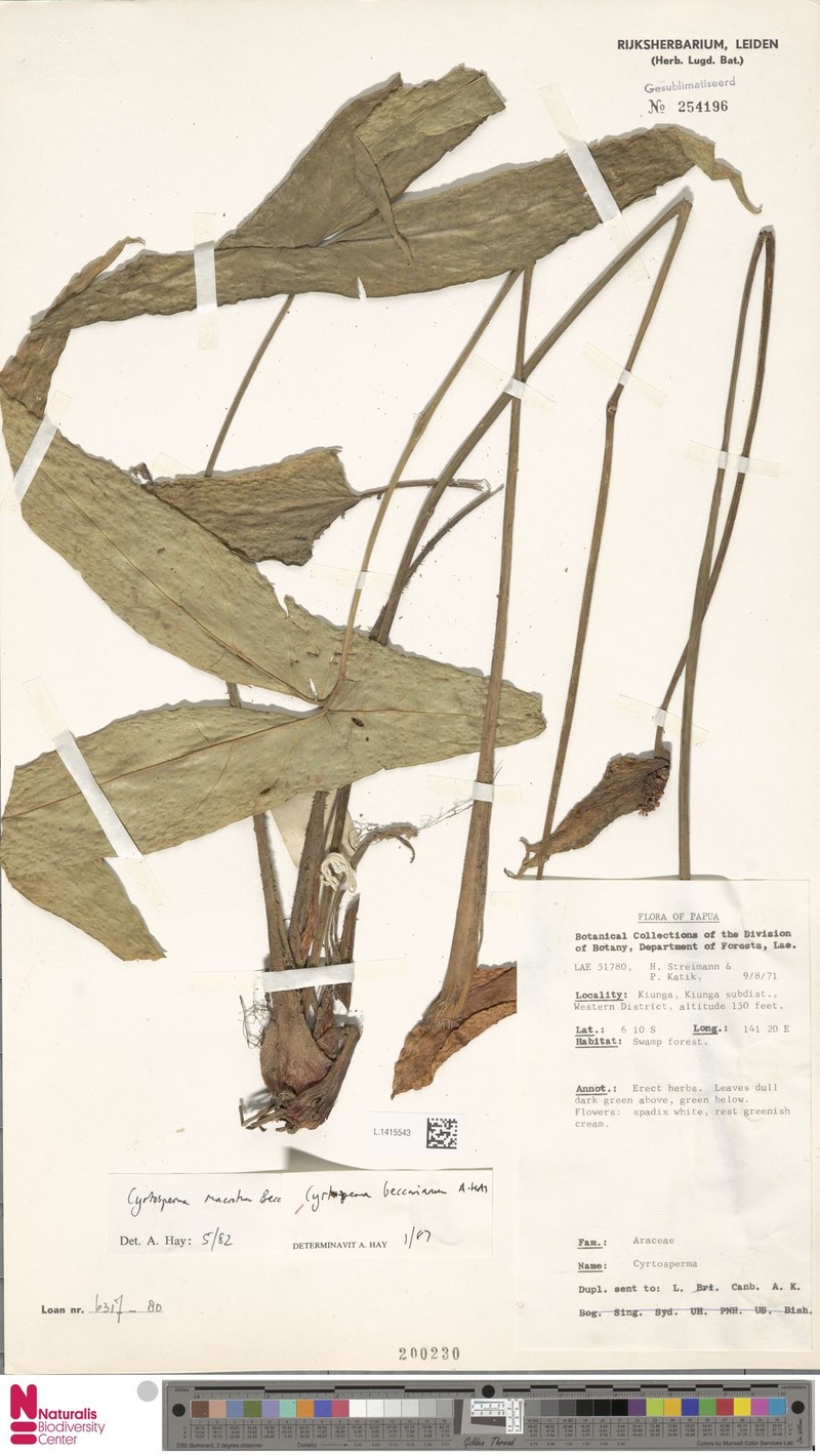 Cyrtosperma beccarianum photo 3