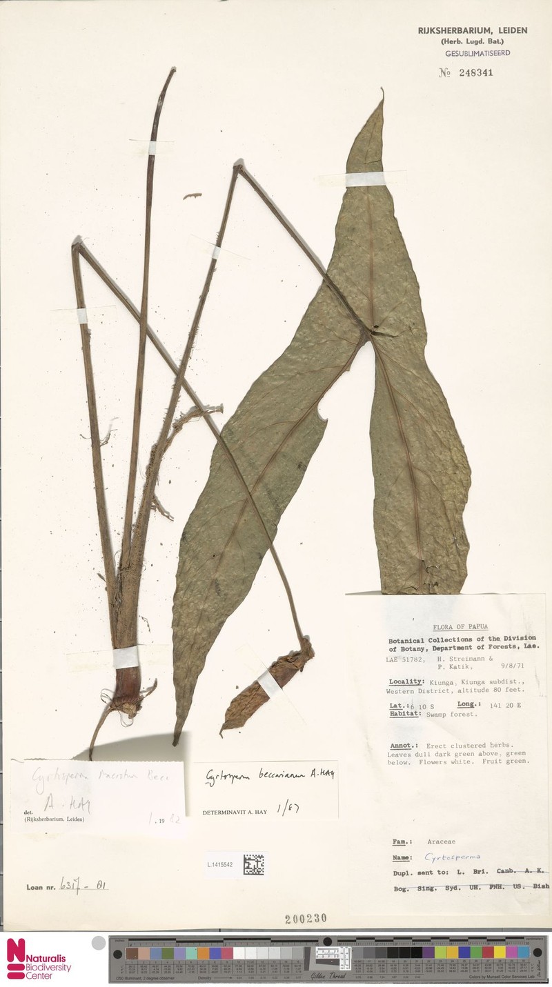 Cyrtosperma beccarianum photo 4