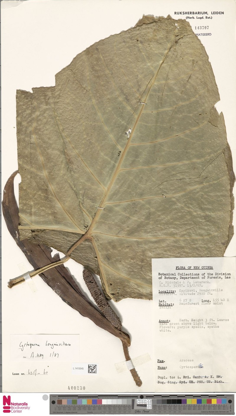 Cyrtosperma bougainvillense