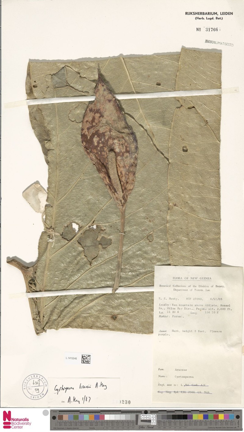 Cyrtosperma brassii