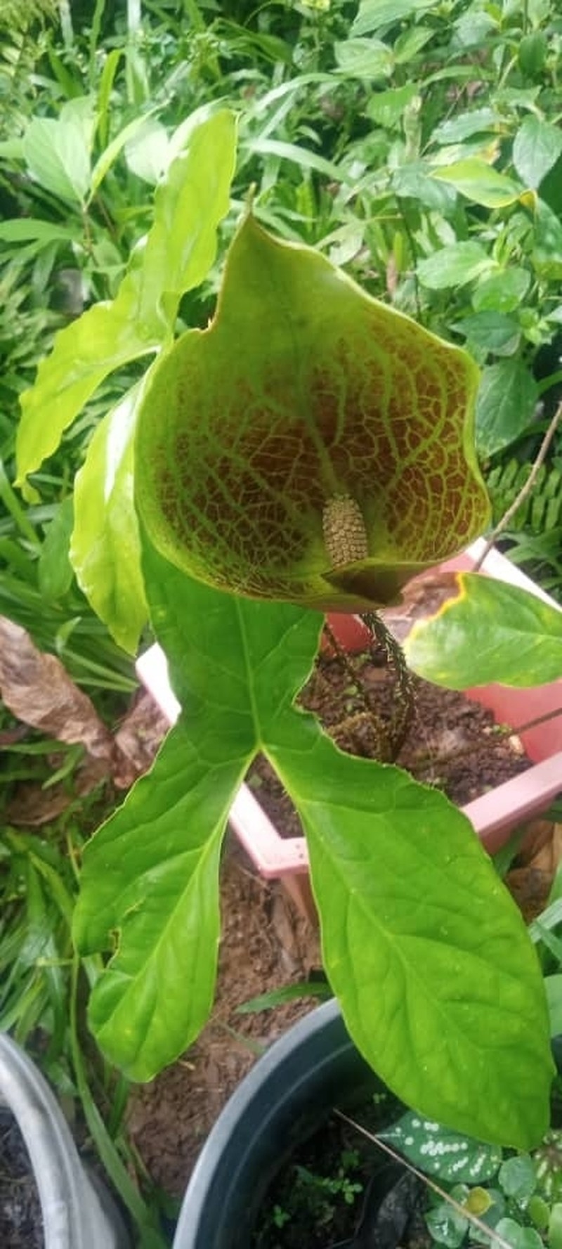 Cyrtosperma carrii