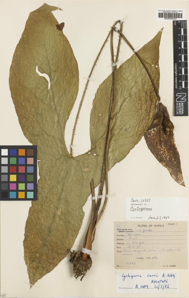 Cyrtosperma carrii photo 2