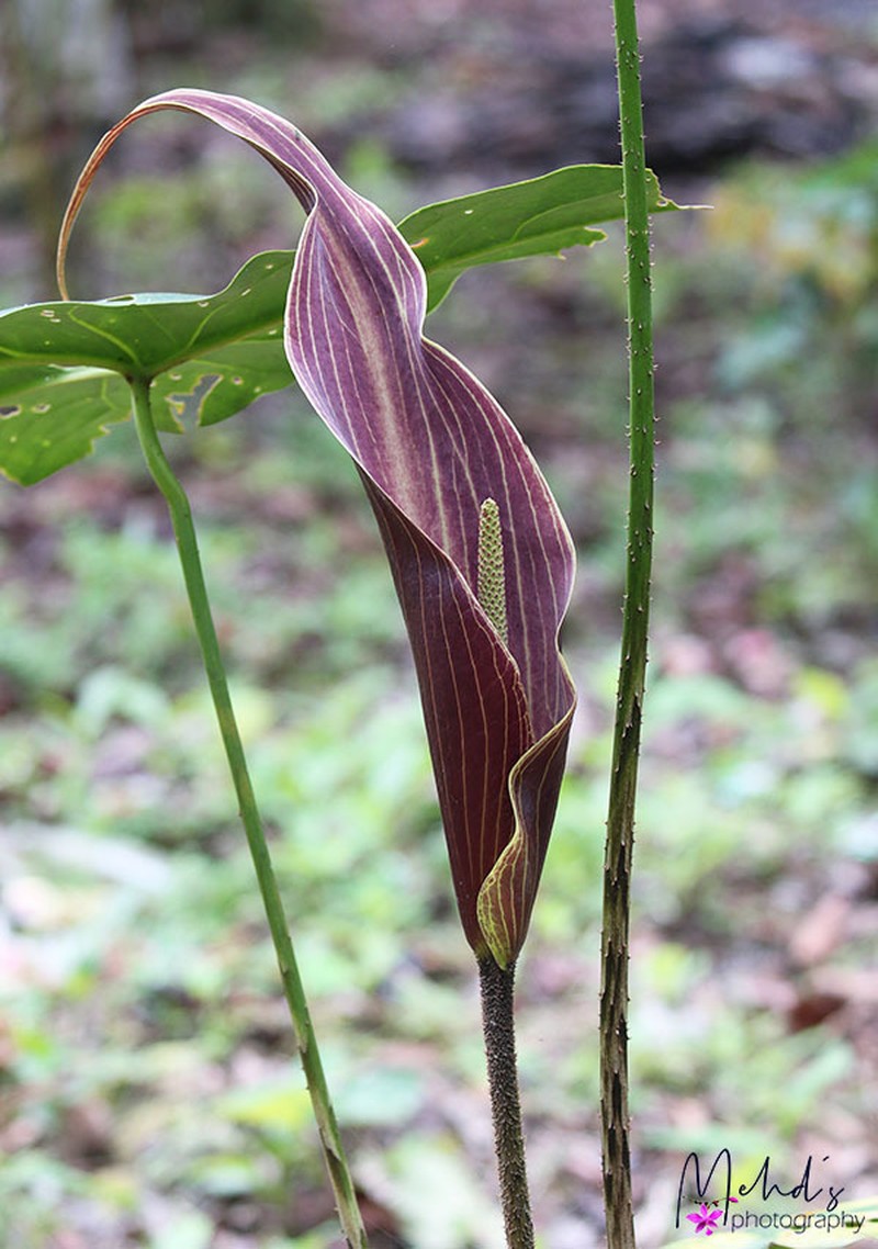 Cyrtosperma cuspidispathum