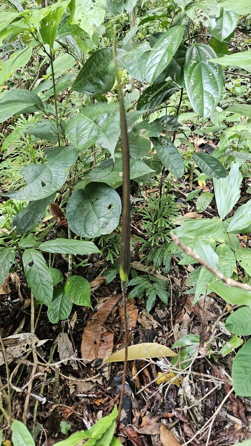 Cyrtosperma cuspidispathum photo 2