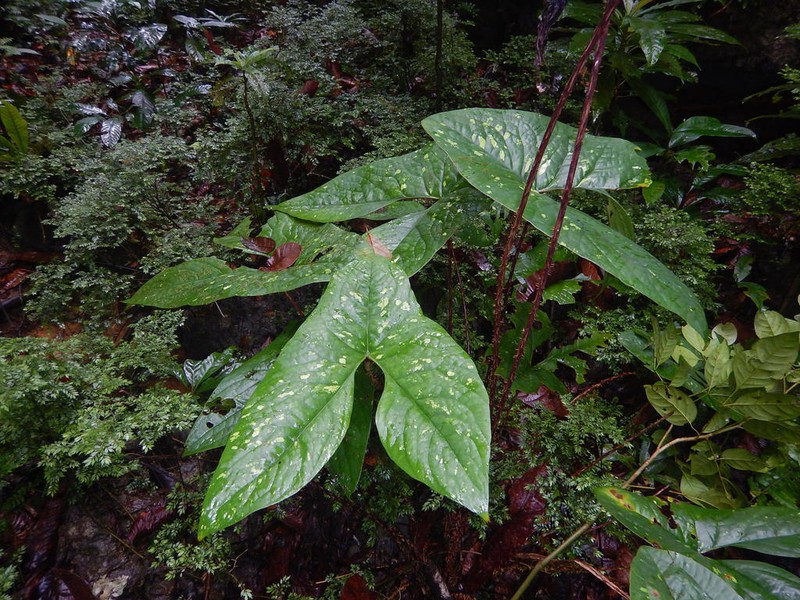 Cyrtosperma cuspidispathum photo 3
