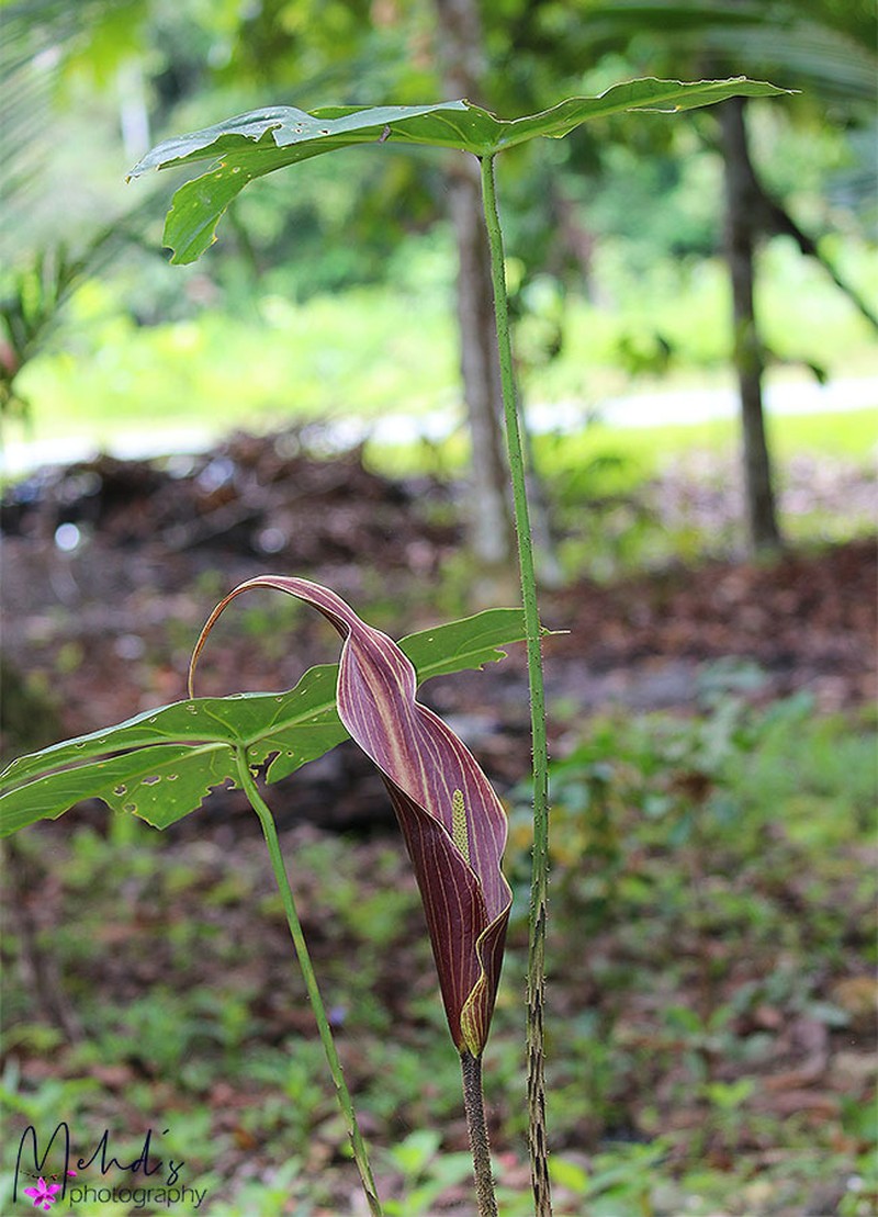 Cyrtosperma cuspidispathum photo 5