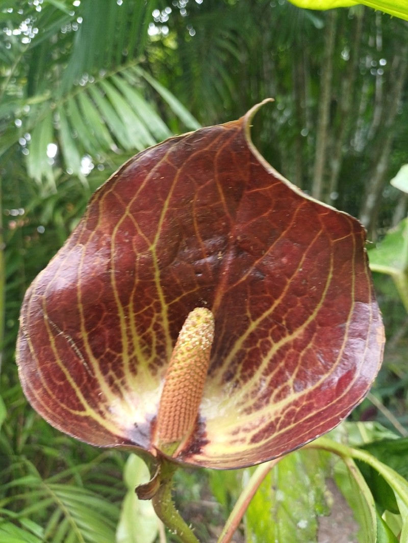 Cyrtosperma cuspidispathum photo 6