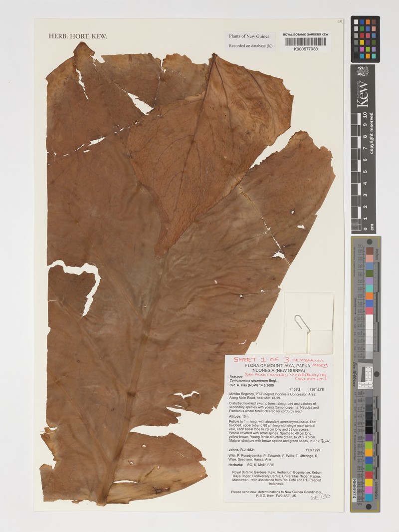 Cyrtosperma giganteum