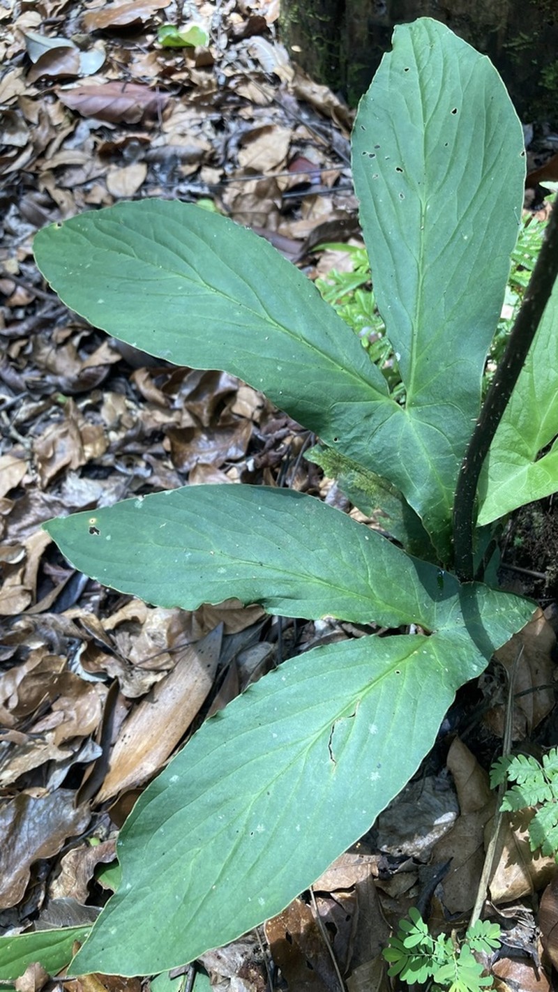 Cyrtosperma hambalii photo 2