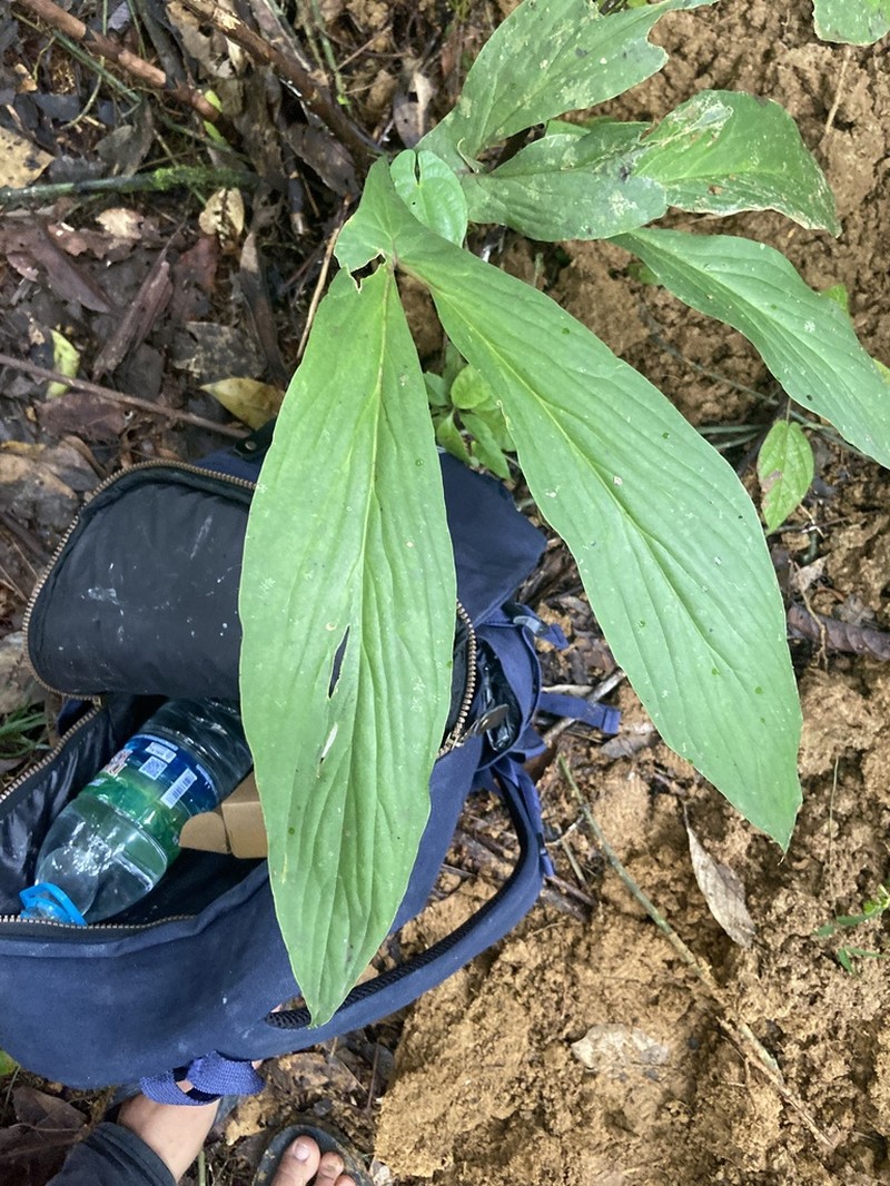 Cyrtosperma hambalii photo 3