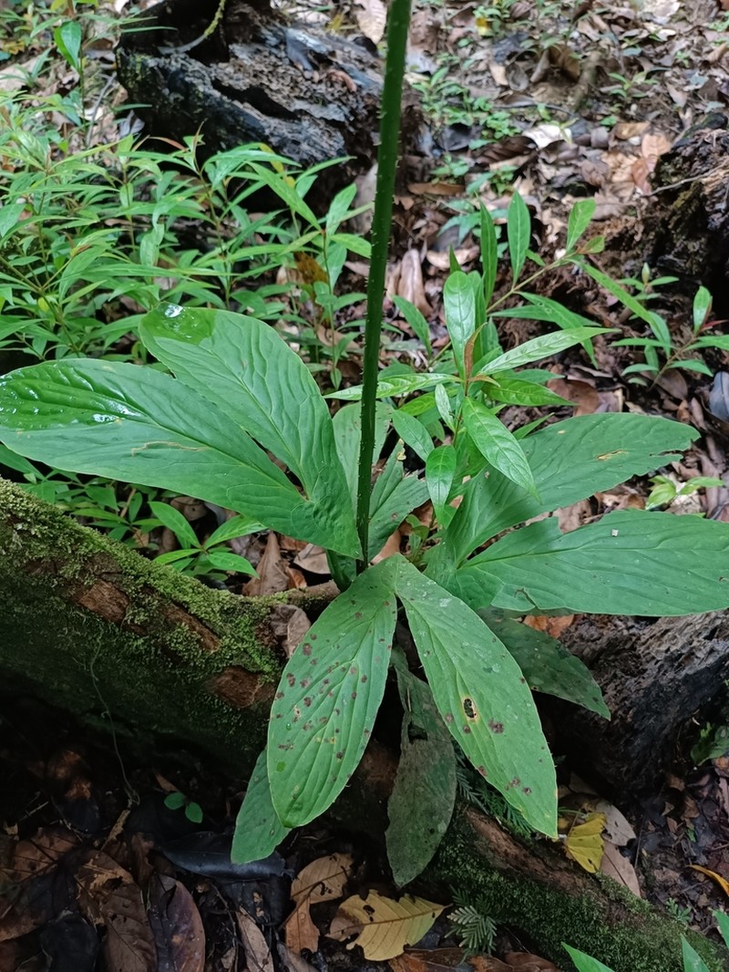 Cyrtosperma hambalii photo 4