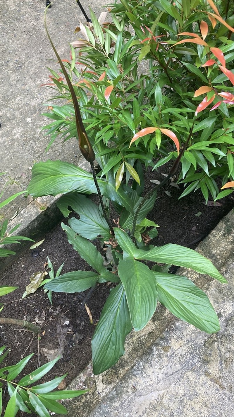 Cyrtosperma hambalii photo 5