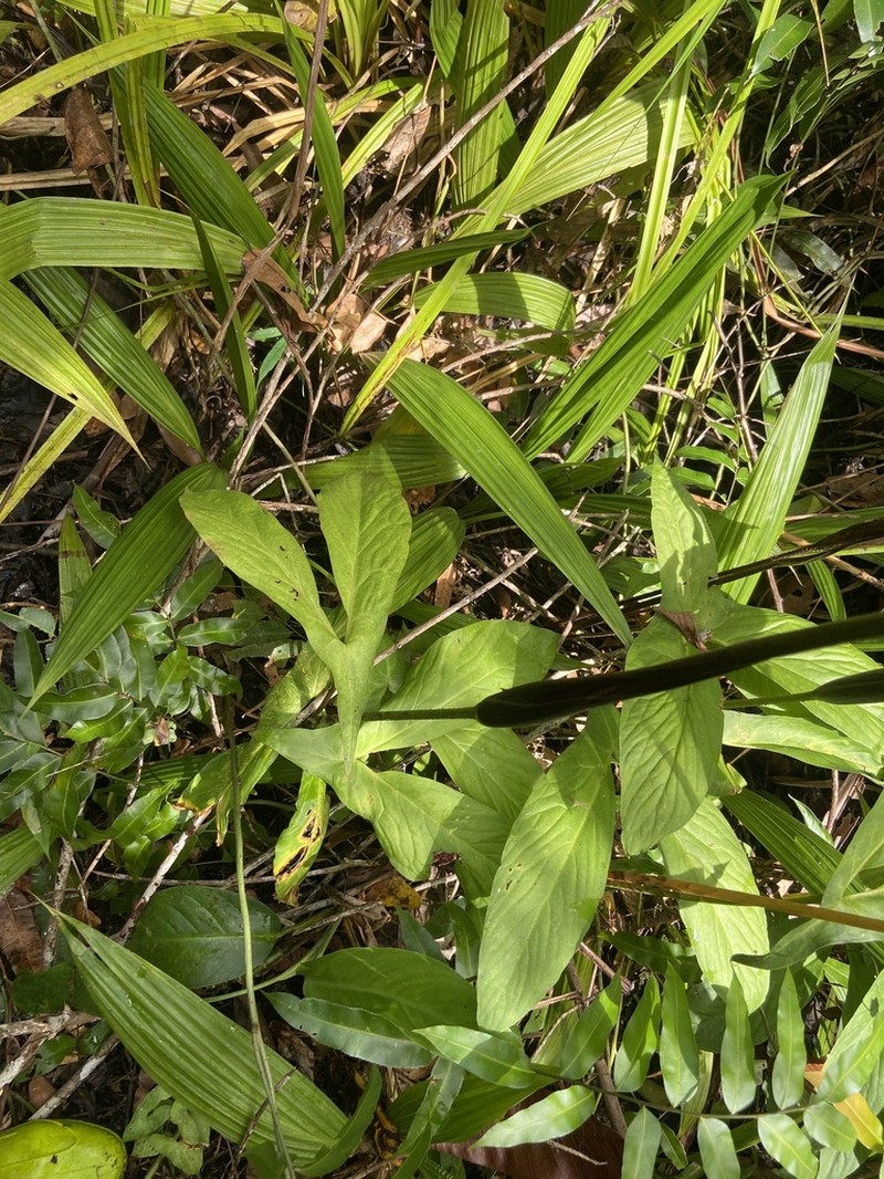 Cyrtosperma hambalii photo 7