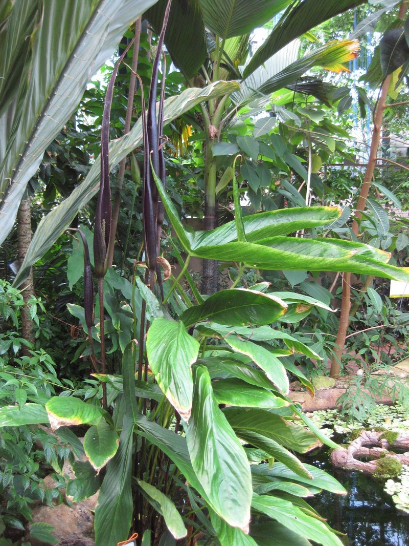 Cyrtosperma hambalii