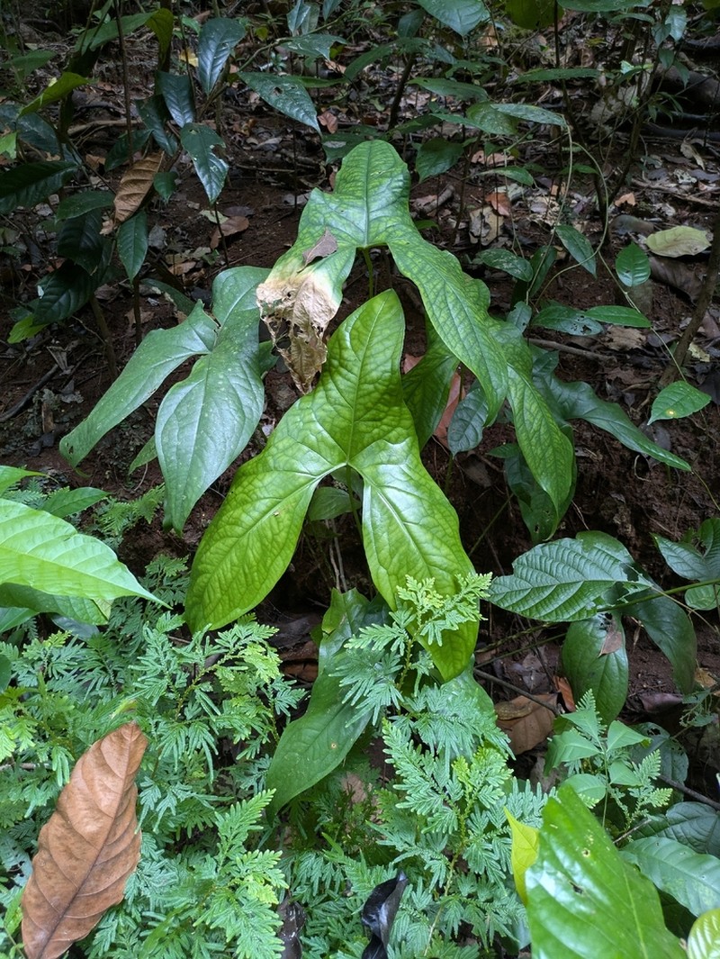 Cyrtosperma hayii