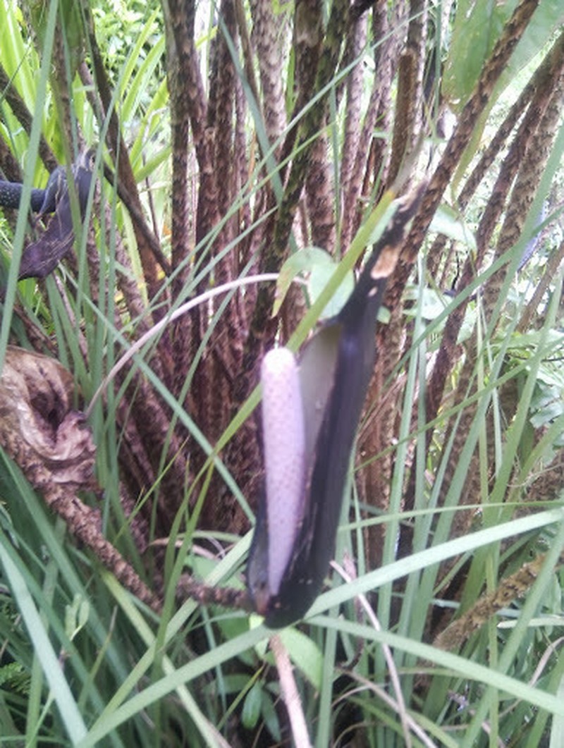 Cyrtosperma johnstonii photo 5