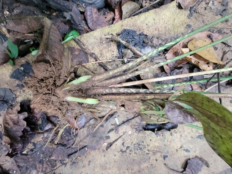 Cyrtosperma macrotum