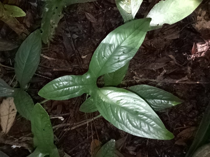 Cyrtosperma macrotum photo 2