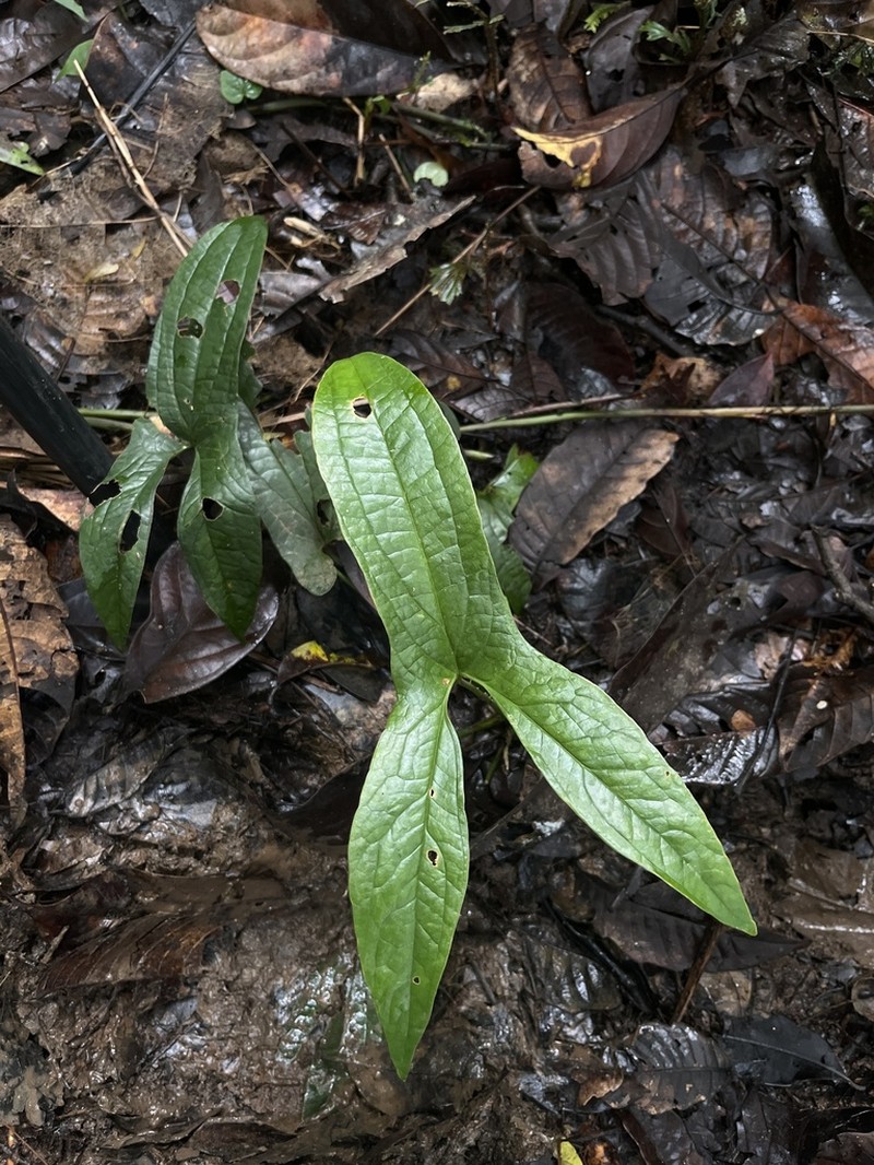 Cyrtosperma macrotum photo 3