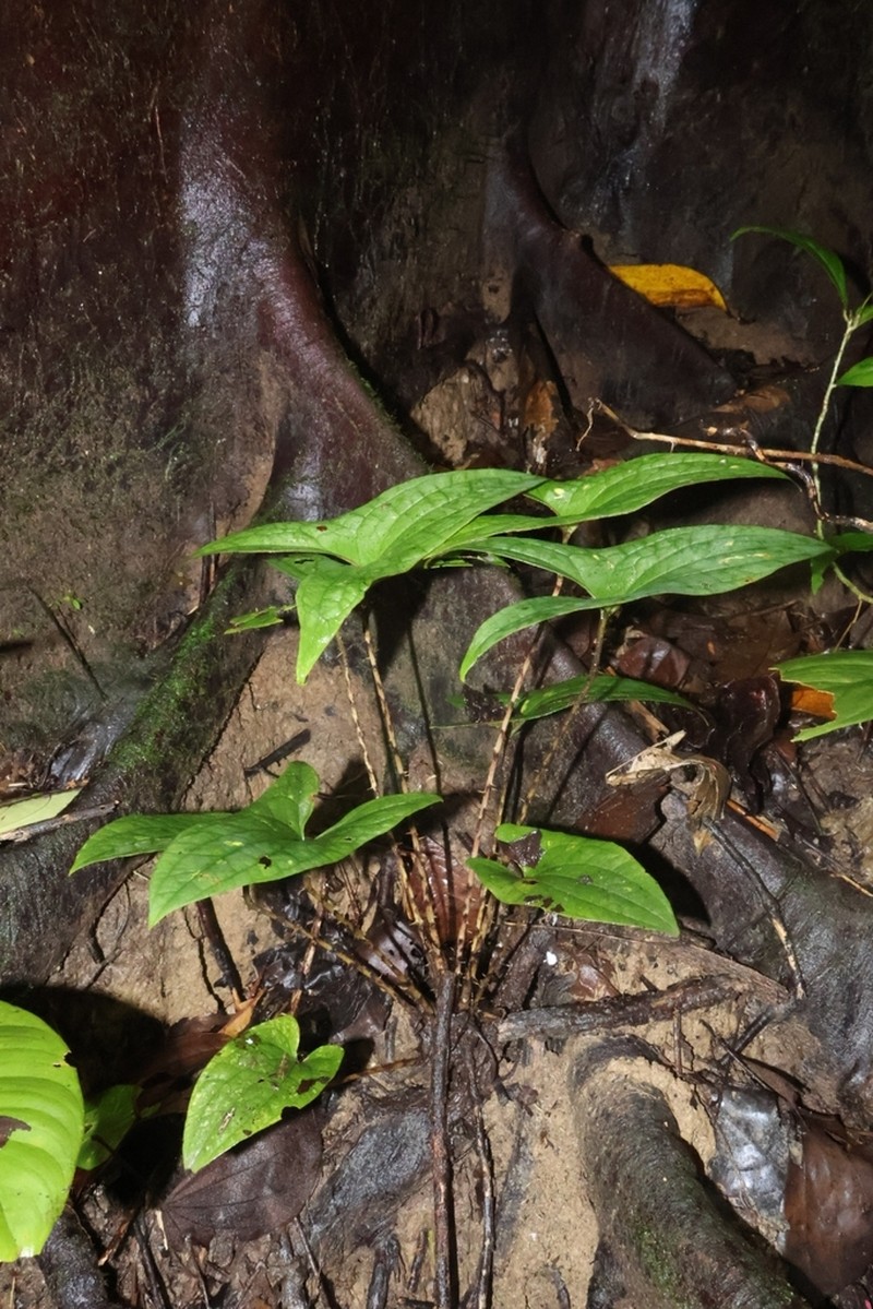Cyrtosperma macrotum photo 4