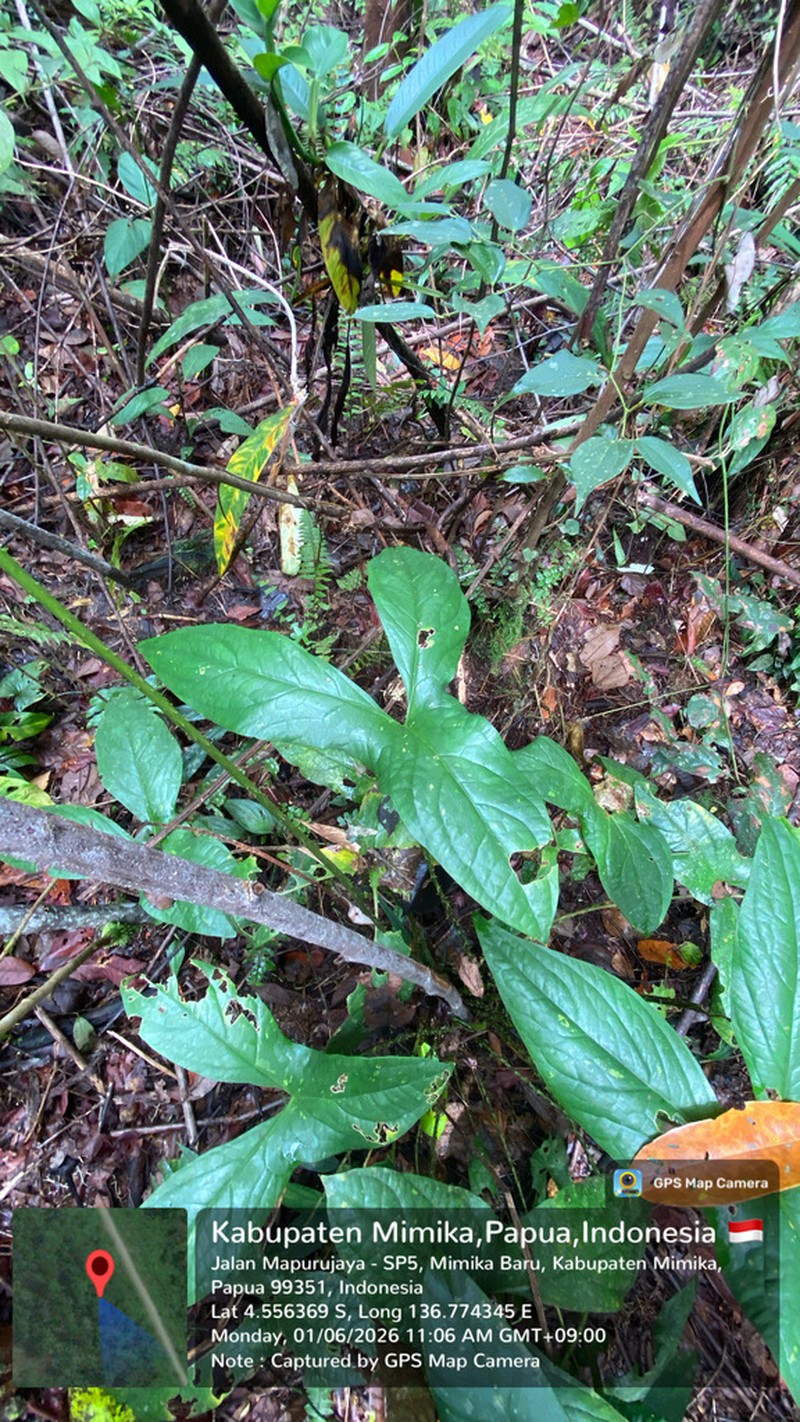 Cyrtosperma macrotum photo 5