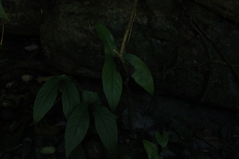 Cyrtosperma macrotum photo 6