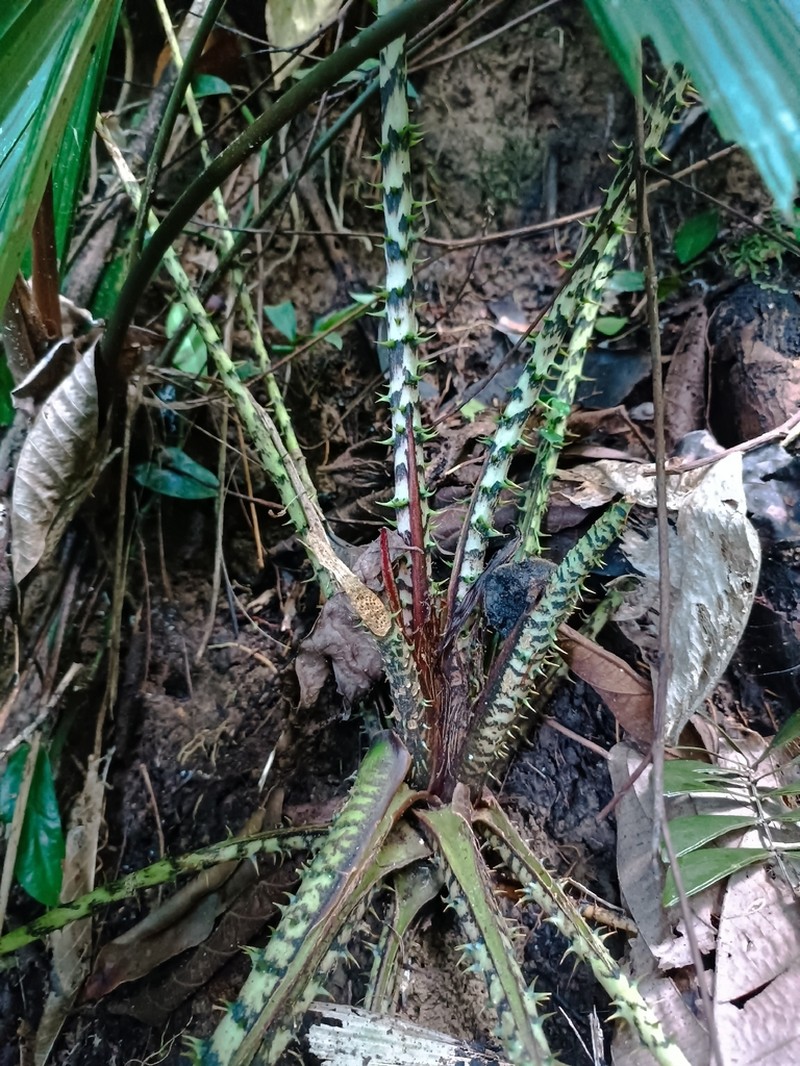 Cyrtosperma macrotum photo 7