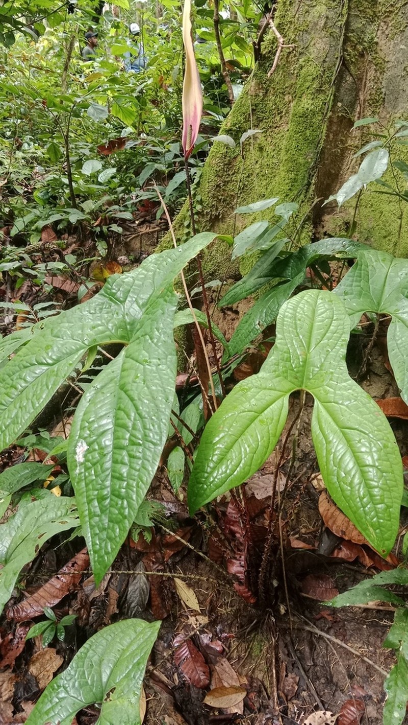 Cyrtosperma macrotum photo 8