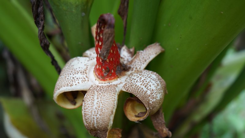 Gallan photo 5