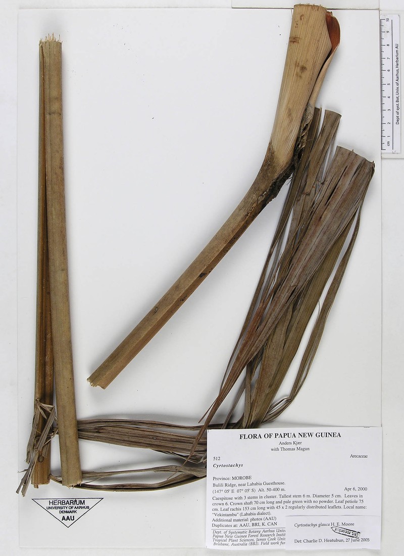 Cyrtostachys glauca photo 2