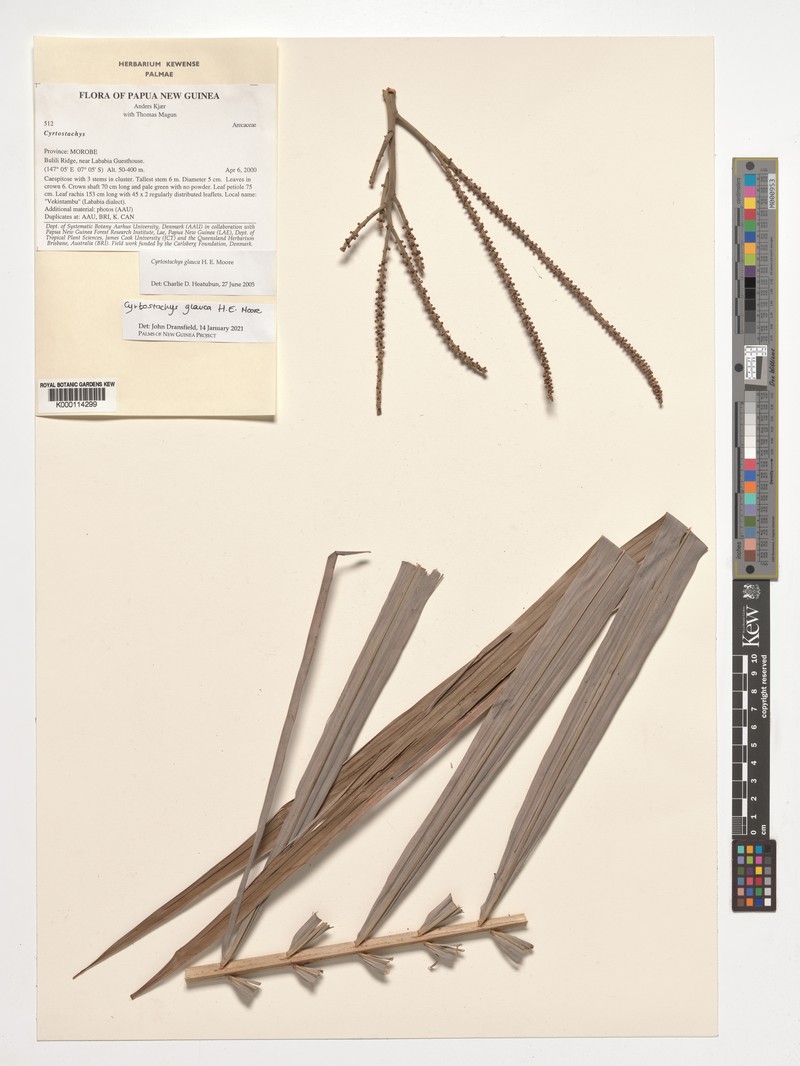 Cyrtostachys glauca photo 3