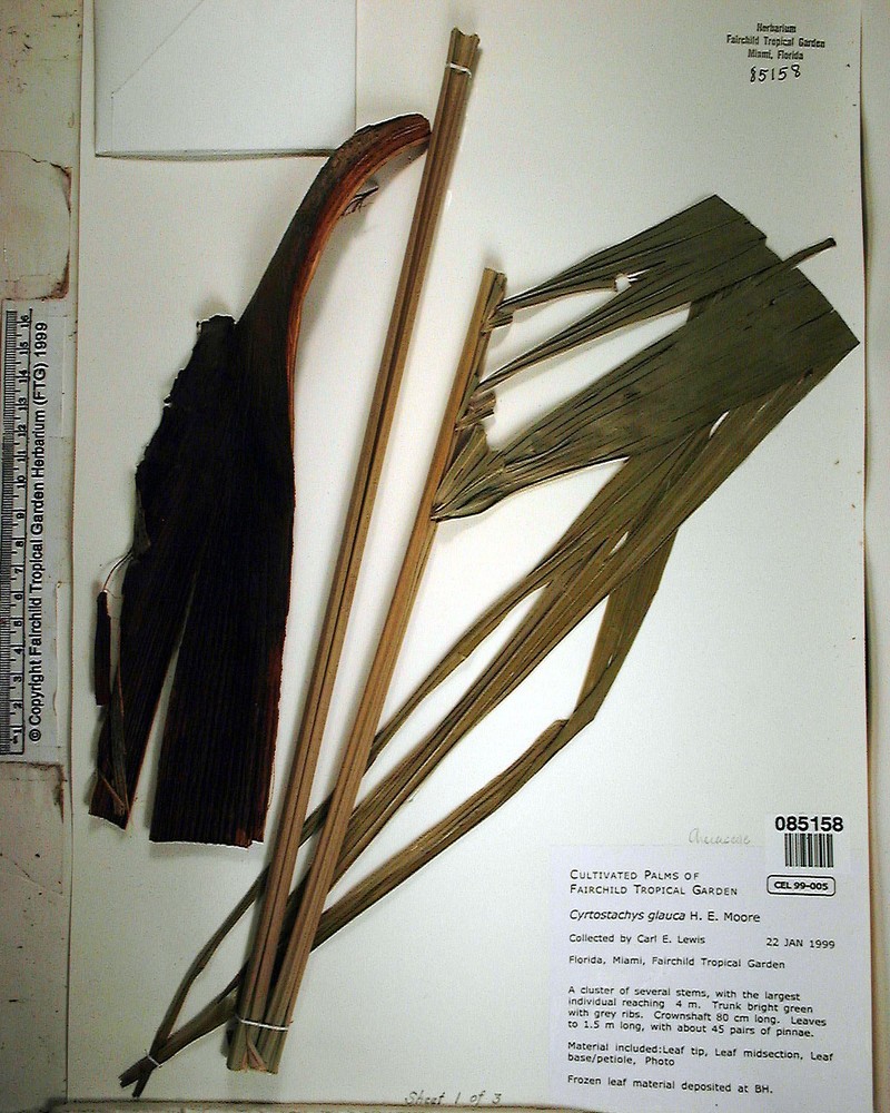 Cyrtostachys glauca photo 4