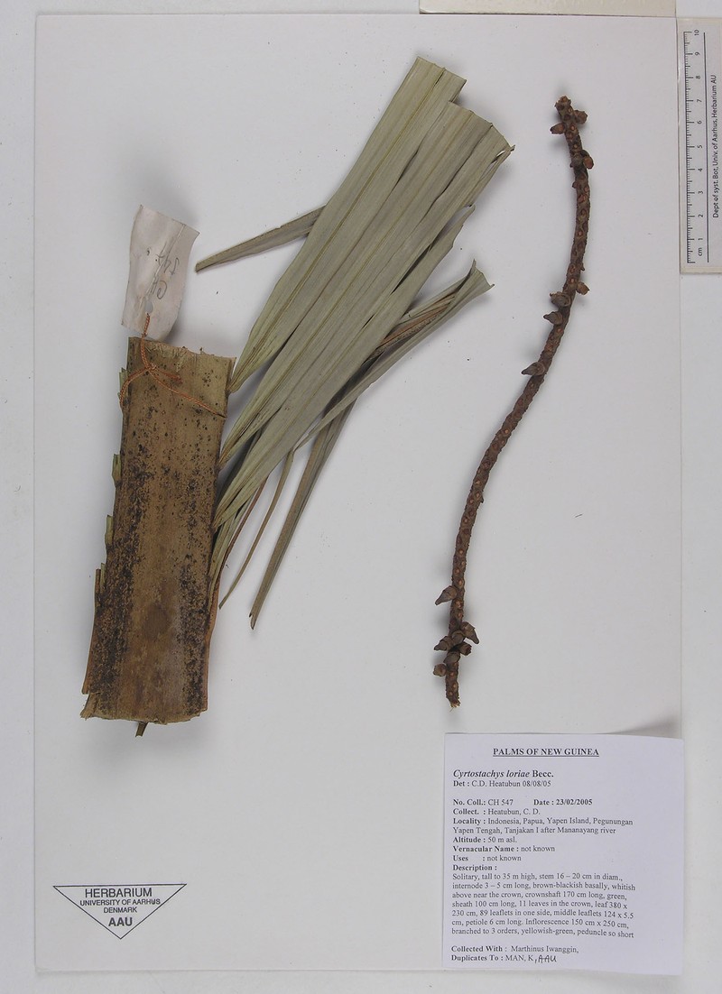 Cyrtostachys loriae