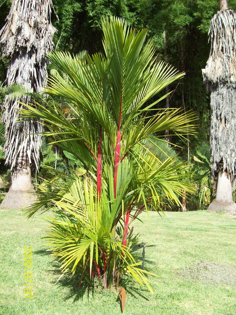 Cyrtostachys renda