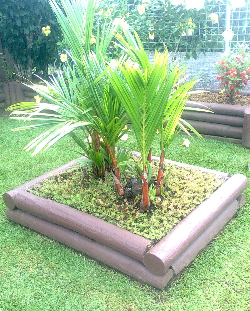 Cyrtostachys renda photo 3