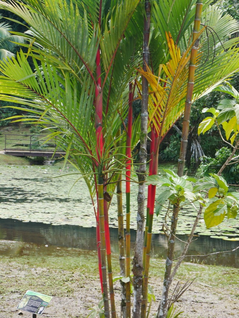 Cyrtostachys renda photo 4