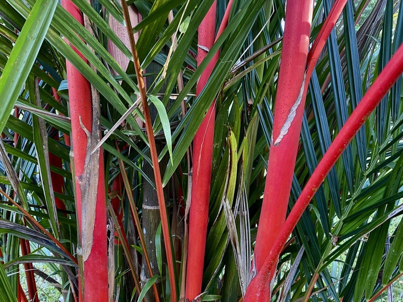 Cyrtostachys renda photo 5