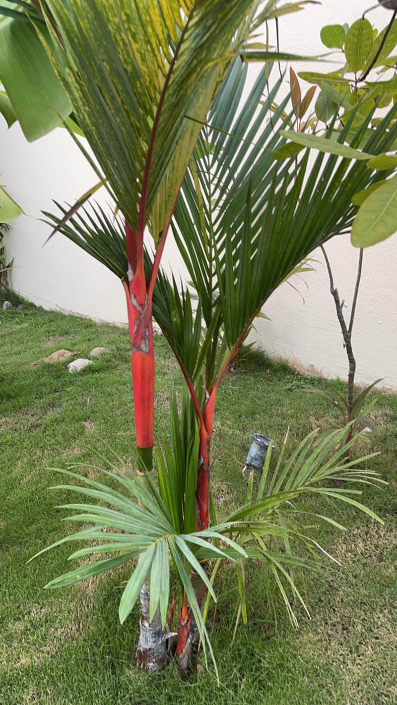 Cyrtostachys renda photo 7
