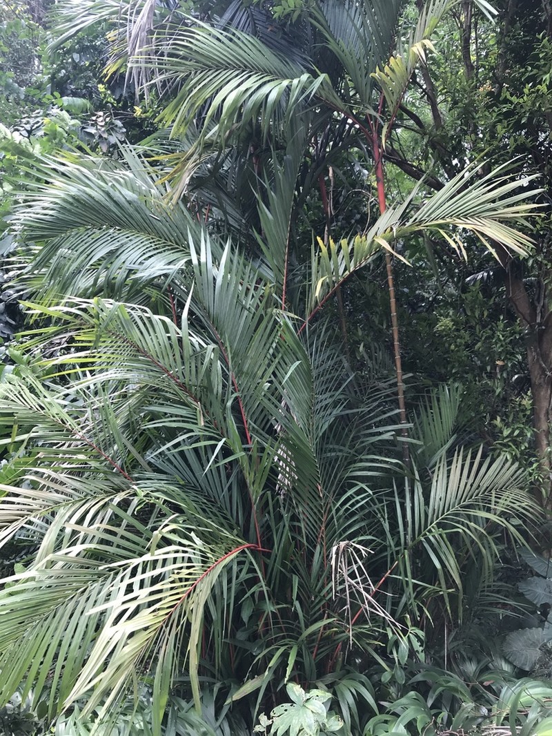 Cyrtostachys renda photo 8