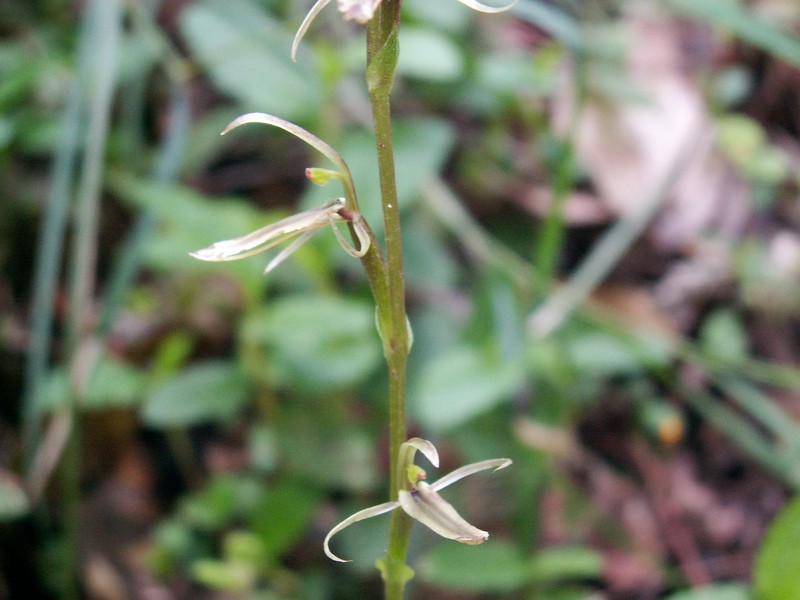 Cyrtostylis huegelii