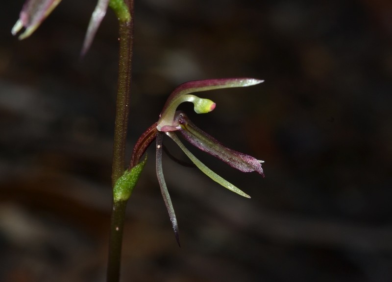 Cyrtostylis huegelii photo 2