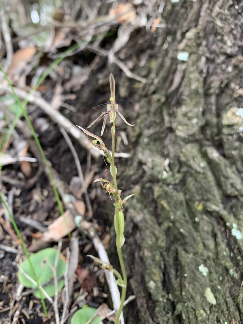 Cyrtostylis huegelii photo 3