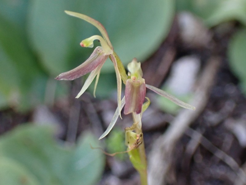 Cyrtostylis huegelii photo 4